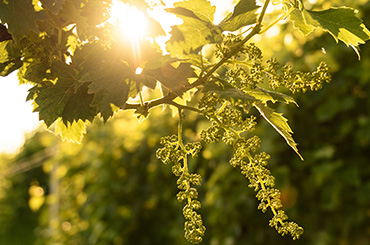 Prosecco grapes on the vine